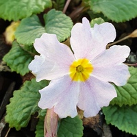 Primula vulgaris subsp. sibthorpii